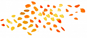 image motif4.png (0.5MB)